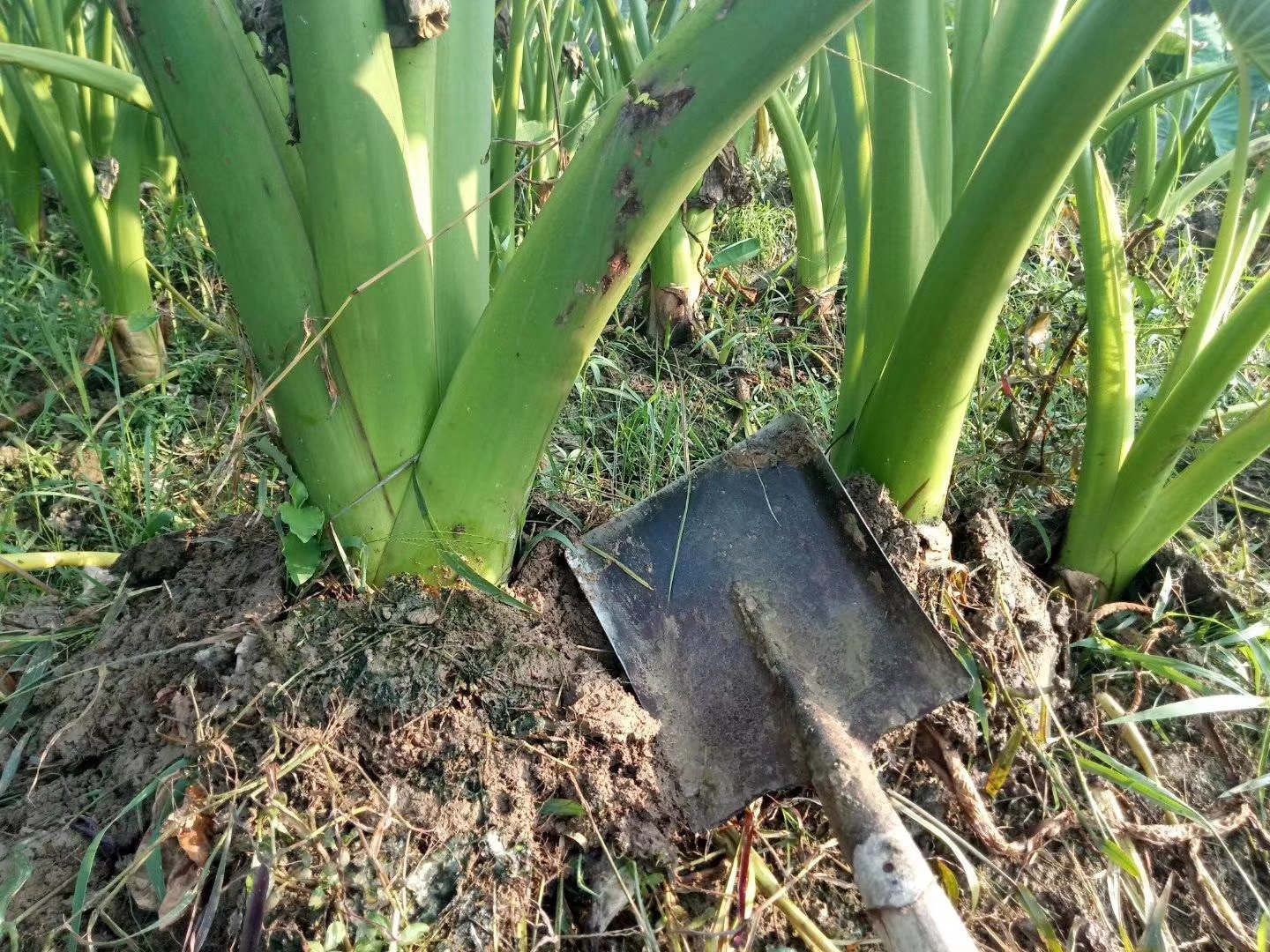 广西荔浦农村田间,农民正在采挖槟榔芋,露出大型块茎,土壤为红壤类型,背景可见丘陵地貌与遮阳网覆盖的种植棚 农户采收槟榔芋场景