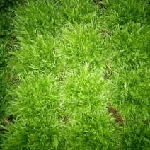 菊花苦菊
