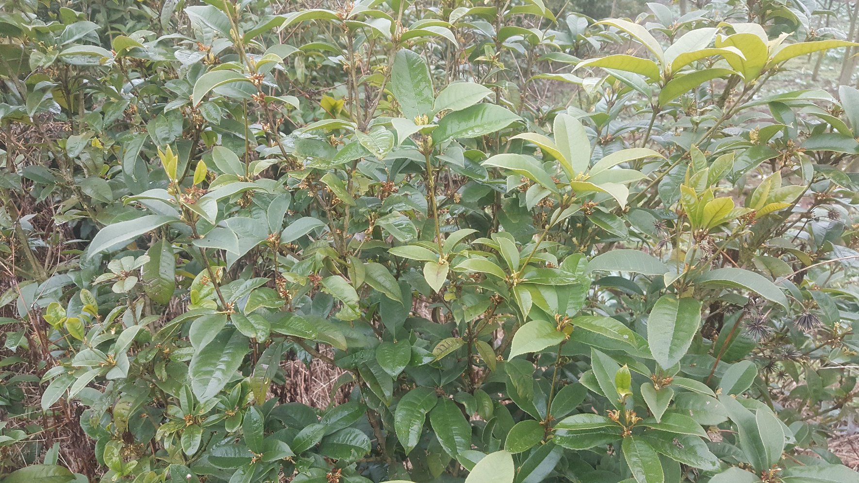 四宫格高清图:左上为春季(3月)新叶嫩绿+顶端米色花序;右上为夏季(7月)浓荫蔽日+零星小花;左下为秋季(10月)金桂与四季桂同株绽放(金黄与乳白花色对比);右下为冬季(1月)深绿叶片+枝条顶端隐现淡黄花苞,证明其'四季可孕蕾'特性 四季桂不同季节生长状态对比图