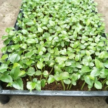 大叶伞种苗澳洲鸭脚木室内观叶绿植盆栽植物净化空气美观