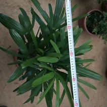 棕竹