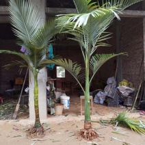 假槟榔苗风景树苗庭院种植