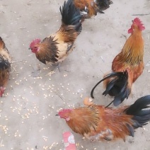 鸡