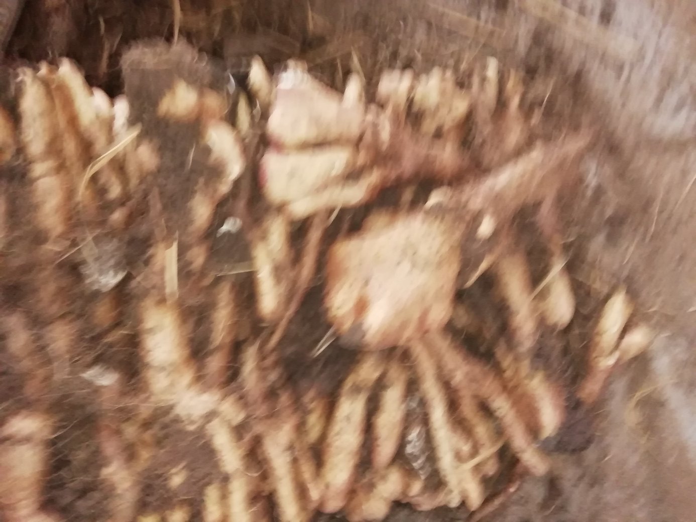 一根完整的棒山药,呈长圆柱形,表皮为浅褐色带有细须根痕迹,表面有纵向纹理,一端可见茎痕,整体笔直修长,放置在木质砧板上,背景为自然厨房环境,光线柔和 棒山药整体外观特写