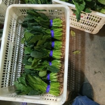 菠菜，越冬菠菜，超市，电商，社区团，产地直发
