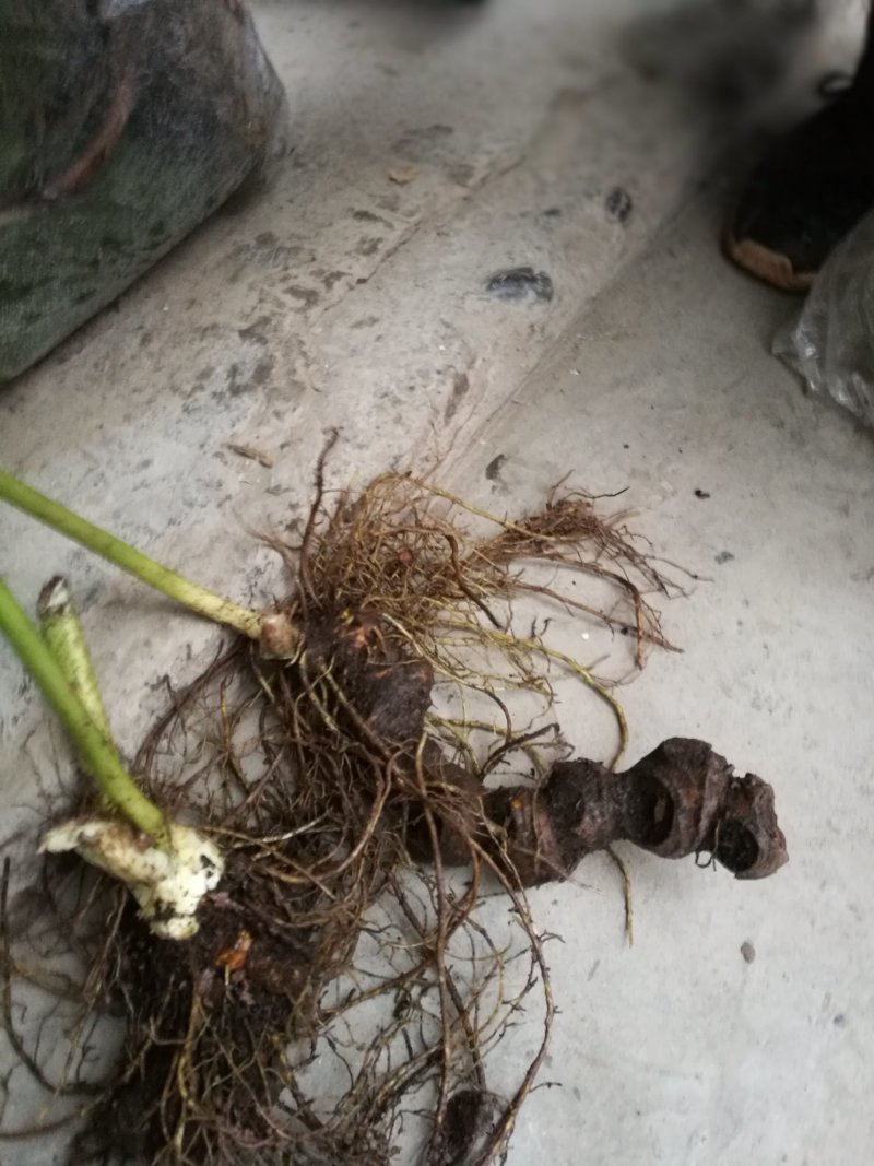 八角莲鲜干统货种植货