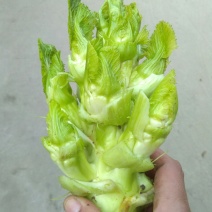 观音菜儿儿菜快要成熟了抓紧预订哦