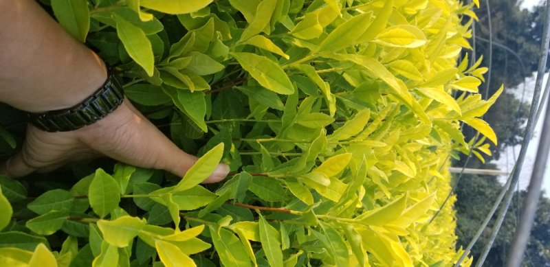 茶叶苗批发多少钱一棵