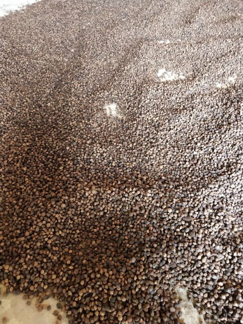 青钱柳种子(今年新毛种)