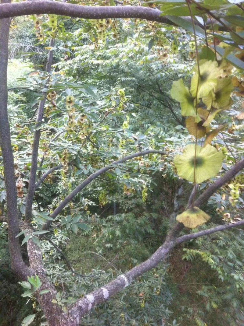 青钱柳种子(今年新毛种)