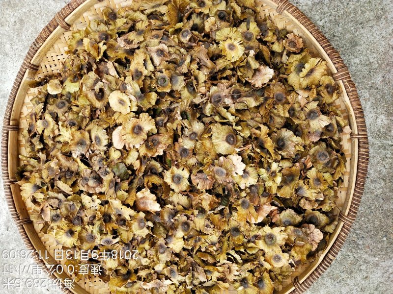 青钱柳种子(今年新毛种)