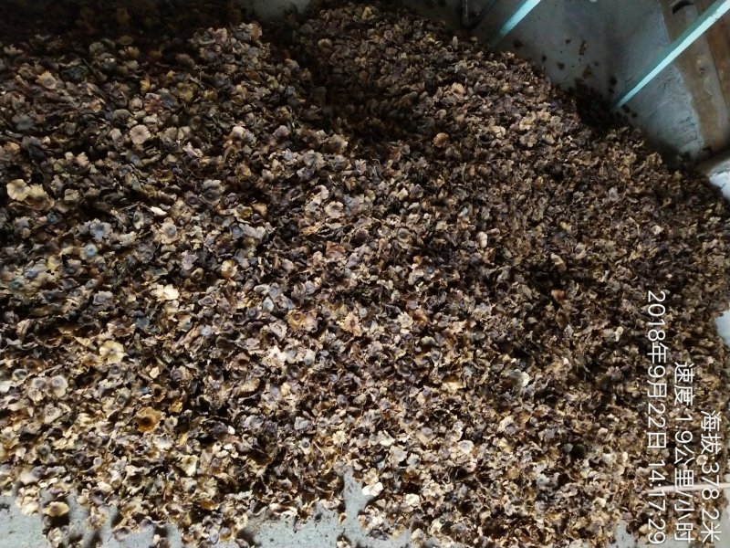 青钱柳种子今年新毛种