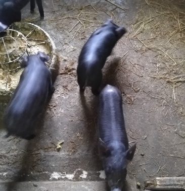 [活猪批发]黑猪,种母猪价格700.00元/个 - 一亩田