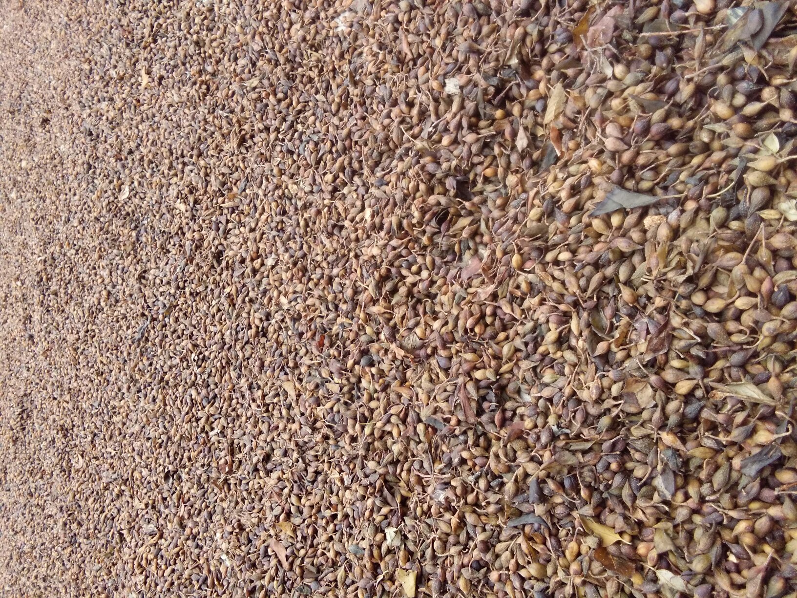 青翘与老翘对比实物图：左侧为青绿色、两端狭长、表面微凸起的未成熟果实（青翘），右侧为黄棕色、开裂呈瓣状、果壳薄脆的成熟果实（老翘），两者并排置于白色瓷盘中，背景为浅灰麻布纹理