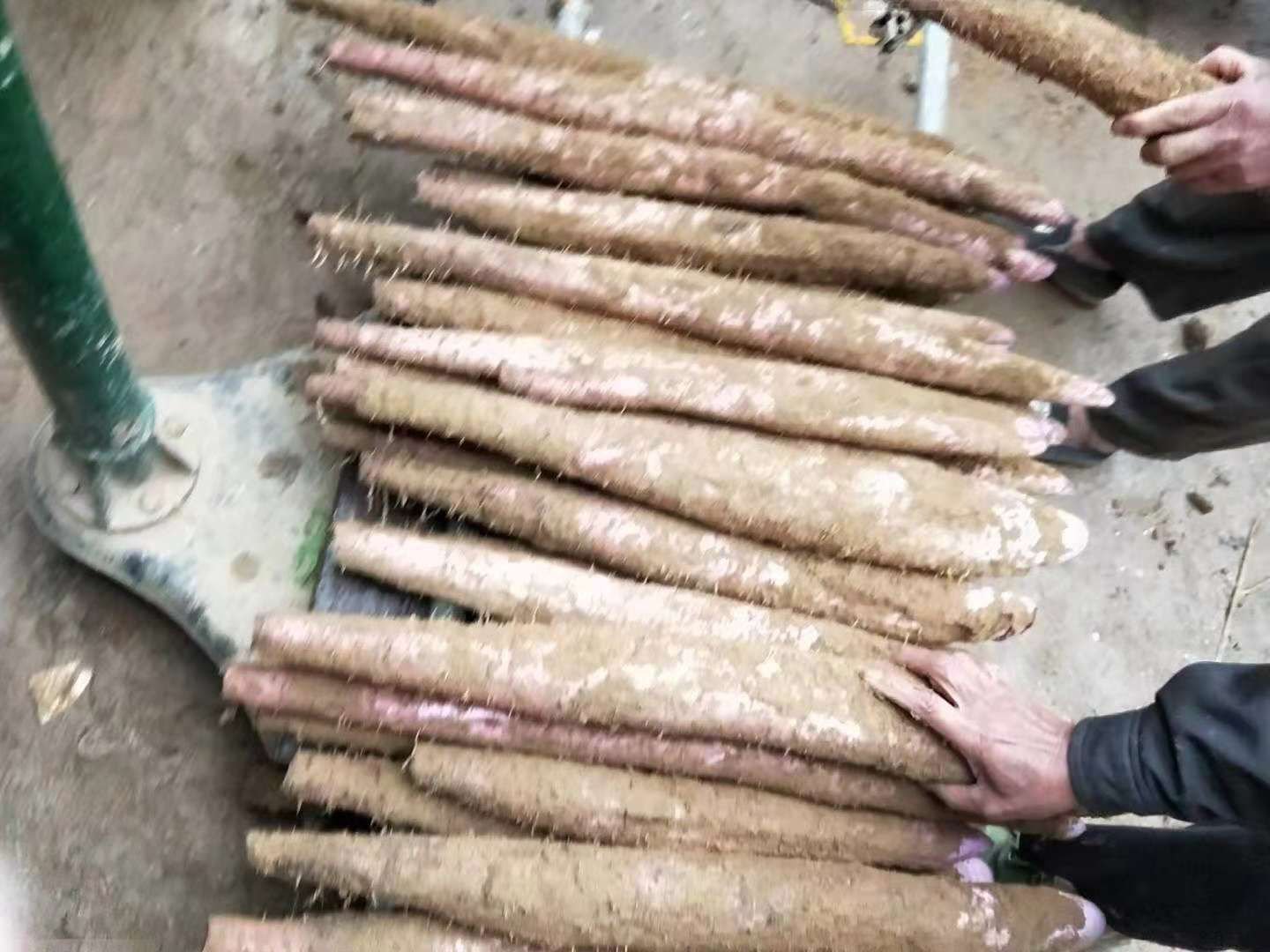 一间现代化的食品加工车间内,不锈钢传送带正在运送清洗后的淮生山药,工人穿着洁净服在操作冻干机和切片设备,墙上电子屏显示温湿度与生产进度数据,另一侧是自动灌装线正在封装山药粉,整体环境明亮、整洁、高度自动化,体现科技赋能农业的主题 现代化山药加工车间内部
