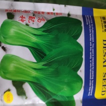 冬美冠青梗菜种子耐寒叶色油绿叶柄翠绿有光泽束腰