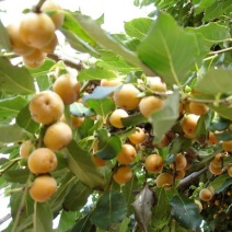 丁香枣