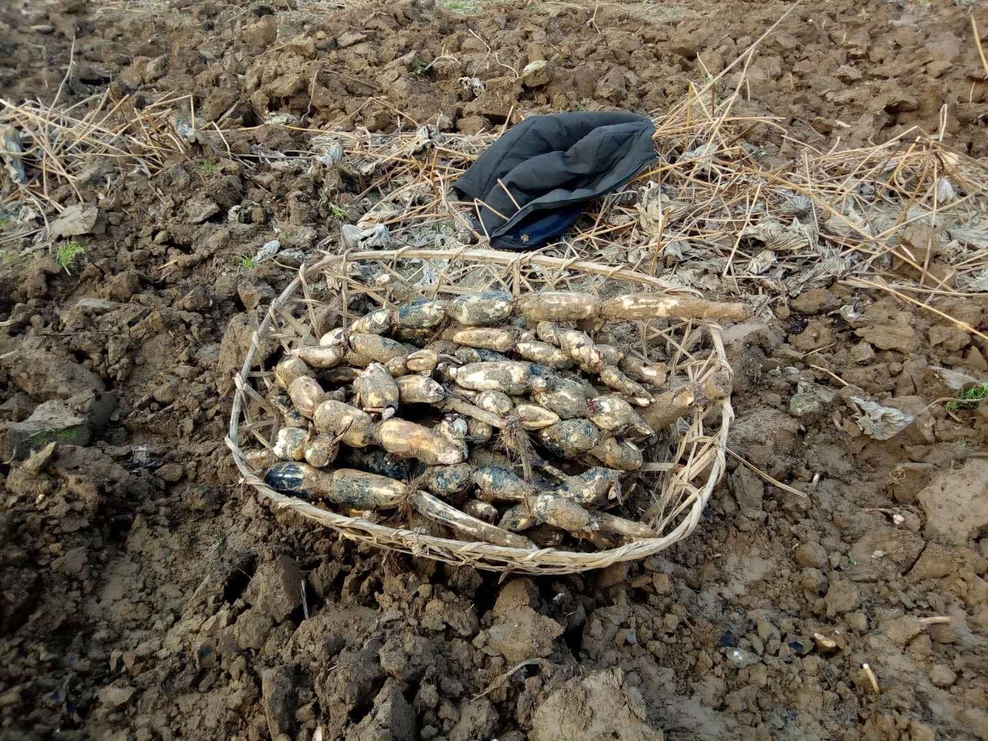 藕农在洪湖湿地采收藕尖白