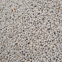 菊苣包衣种子，包衣的，看清楚了