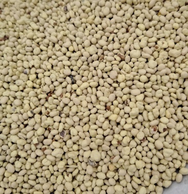 紫云英种子包衣种子看清楚了