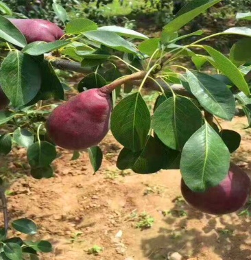 早红考密斯梨树苗 全红梨 品种全 基地直销