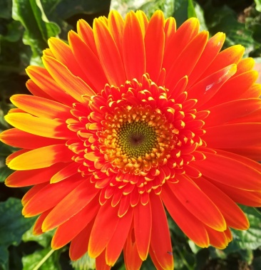 [扶郎花批发]扶郎花价格5.00元/扎 - 一亩田