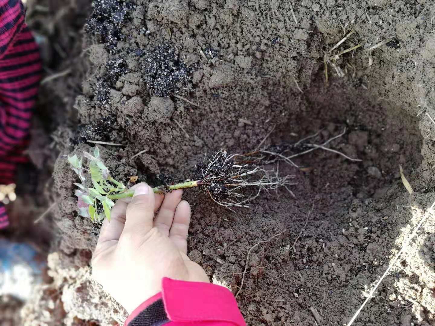 展示百合花种球种植示意图,包括种球埋入土壤的深度和间距,背景为正在生长的百合幼苗 百合花种球种植示意图