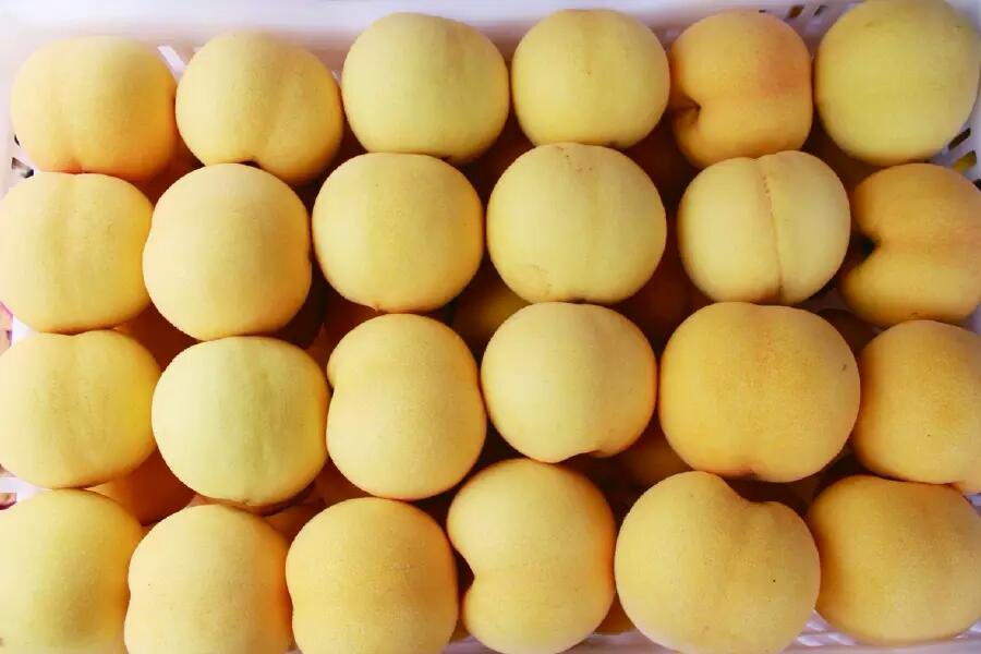 清晨时分,麻阳县谭家寨乡黄桃基地内,果农佩戴手套小心采摘成熟黄桃,篮中果实个大饱满、色泽金黄,背景可见山坡上的现代化冷链预冷库房 麻阳黄桃采摘现场