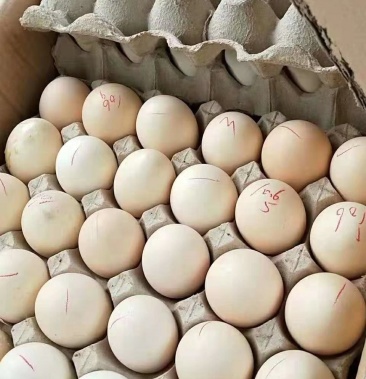 [毛鸡蛋批发]毛鸡蛋无精蛋价格2.80元/公斤 - 一亩田