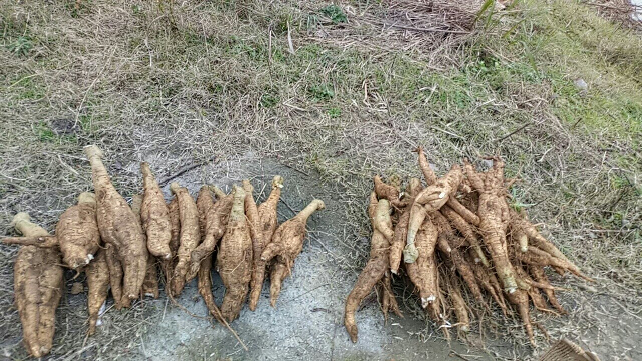鱼腥草根产品展示图