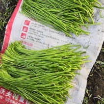 芦蒿被抢了