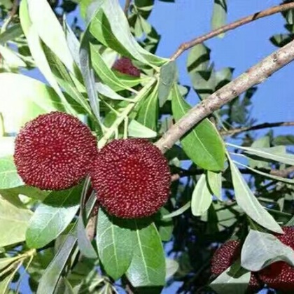 广西桂林七星区东魁杨梅苗产地货源批发价格行情