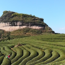 大红袍岩茶武夷岩茶招商加盟厂家直销店:MHD9188
