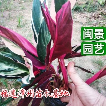 七彩竹芋高30福建漳州闽景园艺场