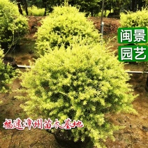 黄金宝树千层金高50-1米福建漳州闽景园艺场