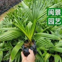 蒲葵高30-35福建漳州闽景园艺场