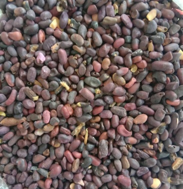 陈柠条籽价格便宜优惠多多