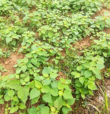 [山桐子树苗批发]直销山桐幼苗易种,存活率高,量大从优,基地直发.