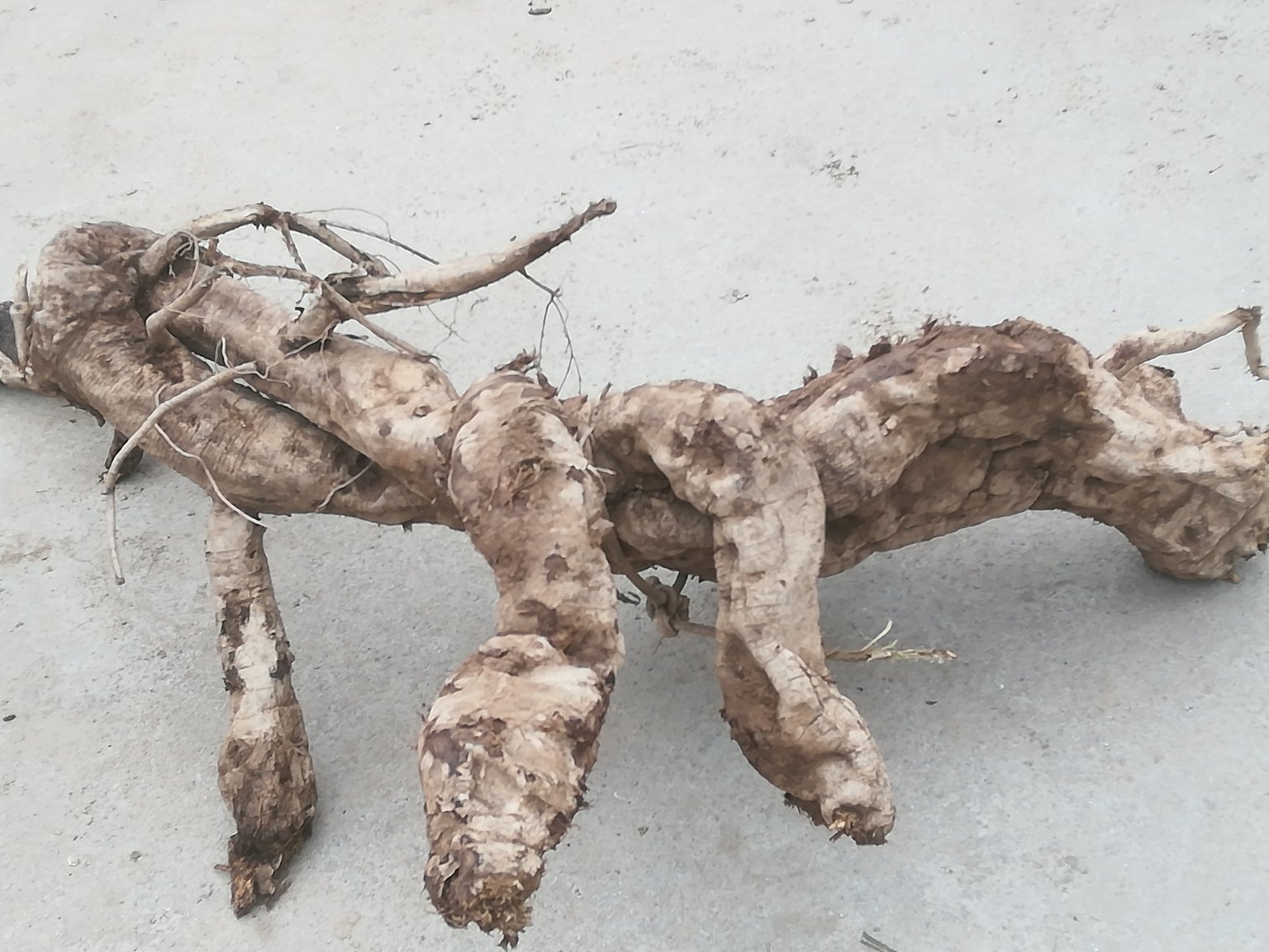 葛根与葛根藤对比图