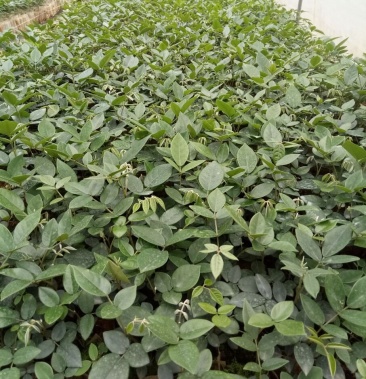 山豆根杯苗看图就知道质量值得你购买