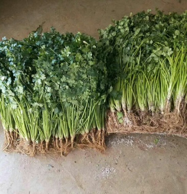 小叶香货源充足价格便宜冷库香菜大量供应