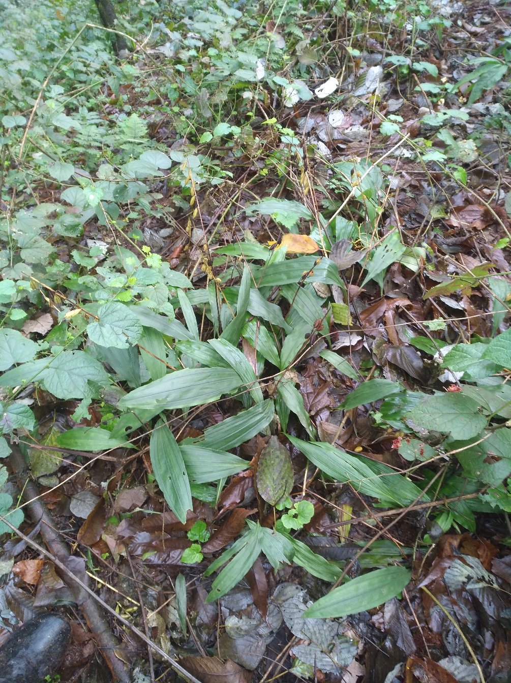 毛慈菇苗,带苗发货,要的速度