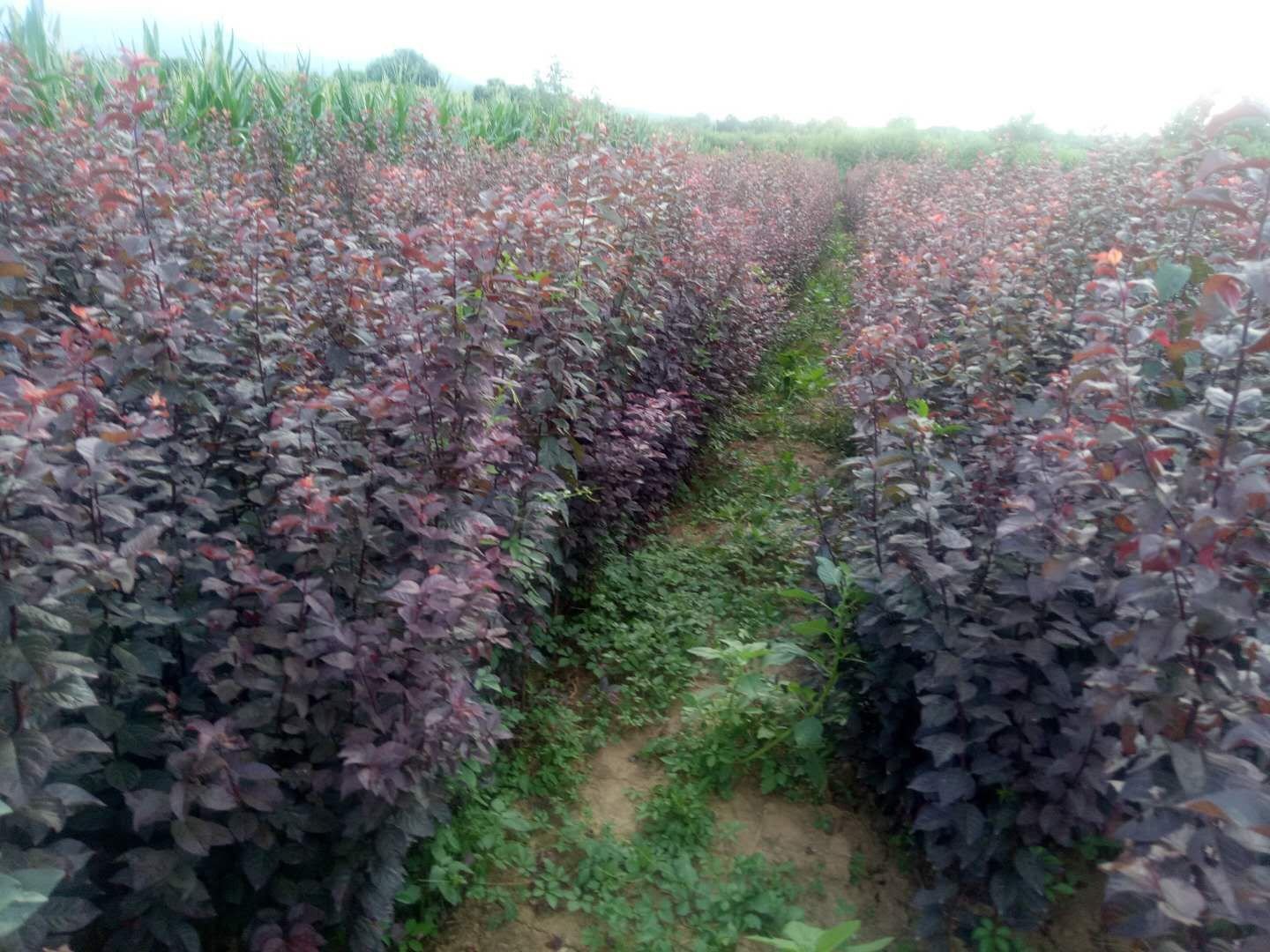 李子果园实景图