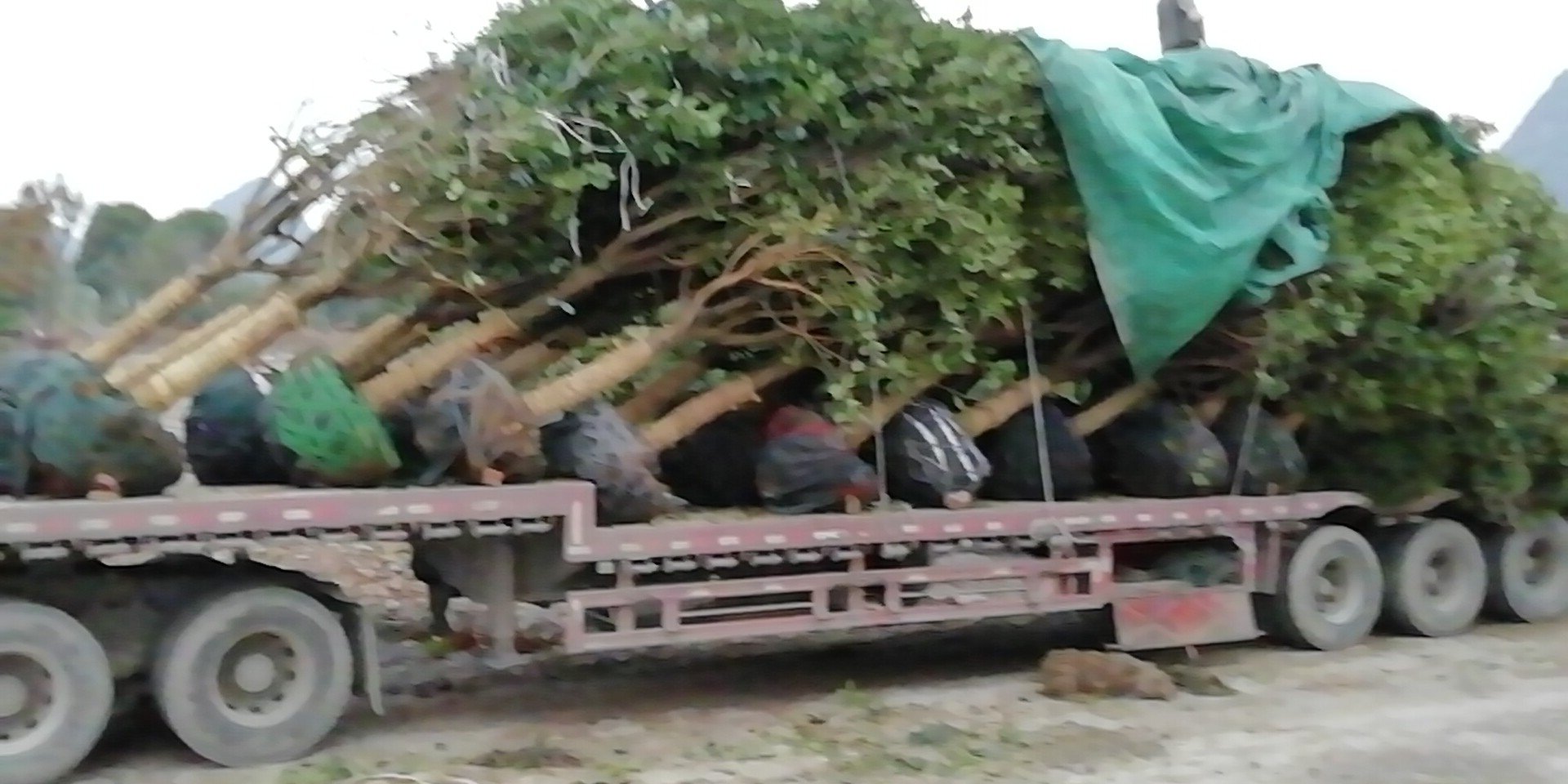 成都某电商仓库内,八月桂正在分拣打包,准备发往全国各地 成都八月桂包装与销售场景