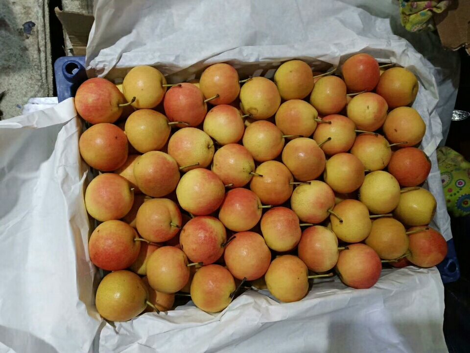 一个敞口牛皮纸袋内放置两个青黄色南果梨和一个成熟红苹果,袋子半折叠封口,旁边有温度计显示22℃,背景为木质餐桌,光线柔和 南果梨与苹果共置纸袋中催熟示意图