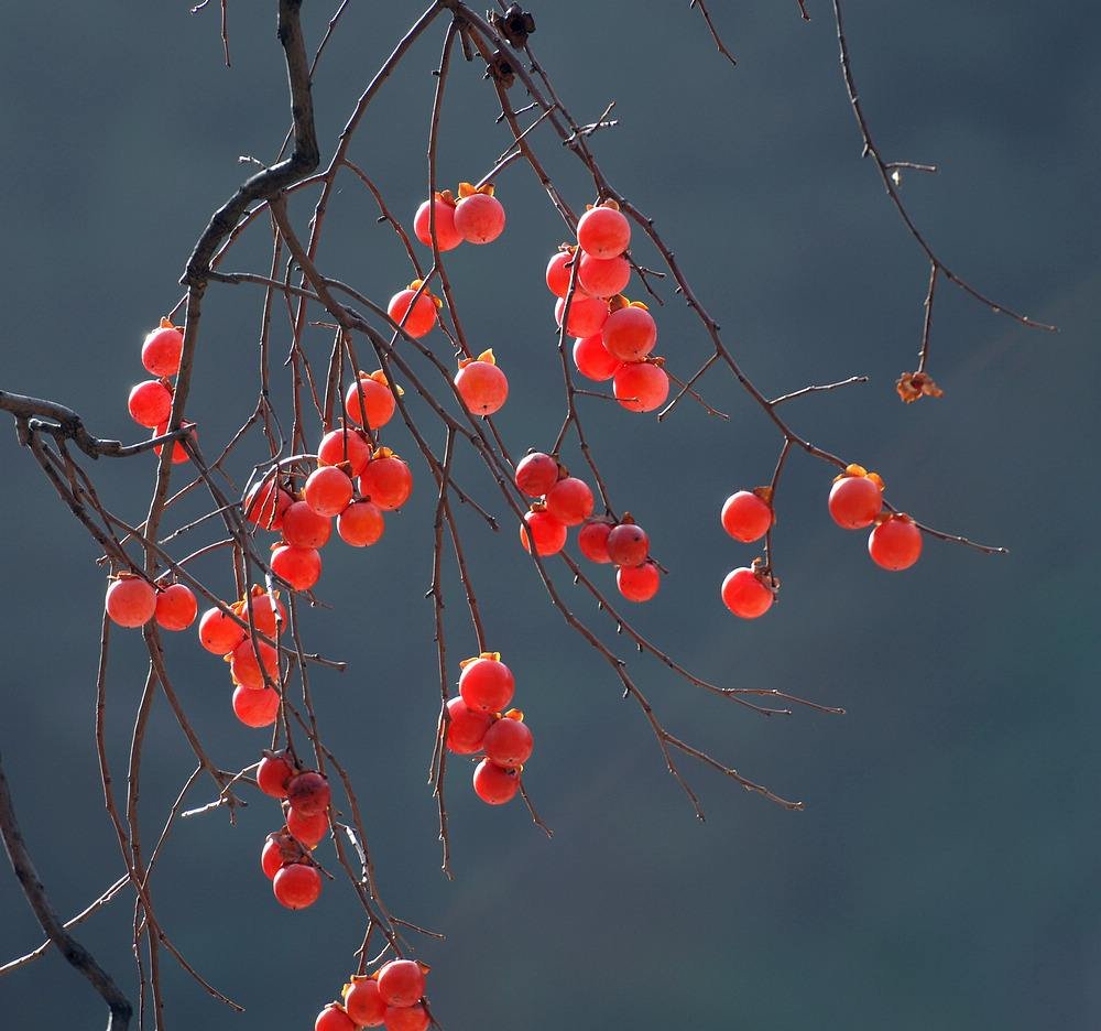 一棵挂满红柿子的树,背景是秋日的阳光与蓝天,树下散落着几片落叶 秋日柿子树