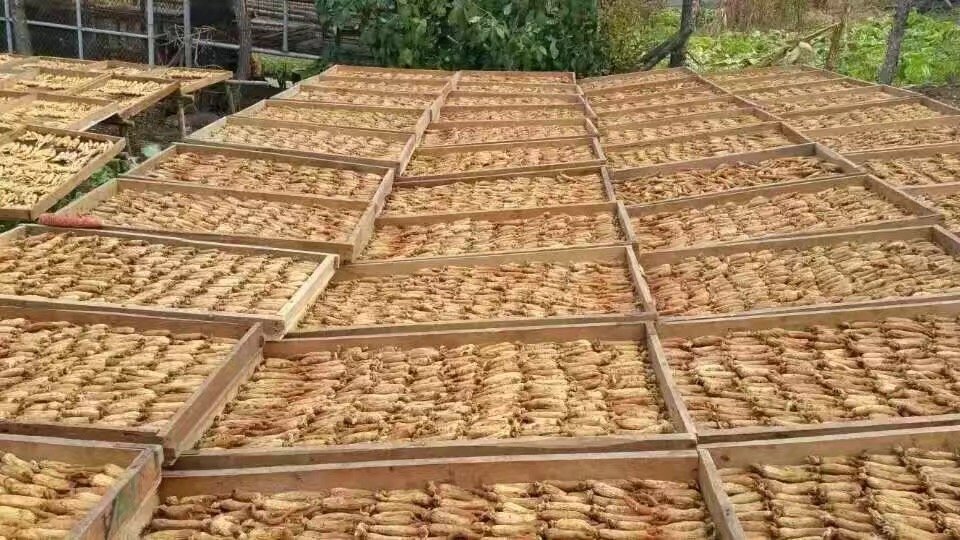 航拍视角展现抚松万良国家级人参市场早市盛况:青石板路两侧摊位陈列带泥鲜参与分级干参,电子屏实时滚动‘20年林下参参考价:¥9.2万元/公斤’,参农正用手机扫描参体二维码调取生长档案与检测报告 抚松万良人参交易市场实景:清晨开市,参农手持20年林下山参样品在电子屏前核对当日指导价,背景可见“抚松林下参地理标志”铜牌及区块链溯源查询终端