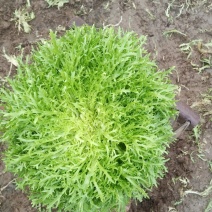 精品苦菊上市