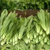 大棚种植优质油麦菜量大对接全国每天固定发车