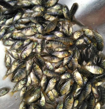 [罗非鱼苗批发]海南一号罗非苗 罗非苗 鱼苗价格0.08元/个 - 一亩田